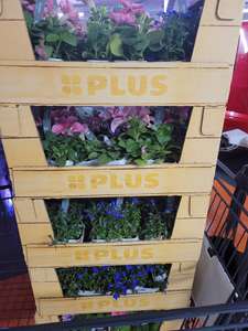 Doos lentebloeiers voor maar €1 (= 30 perkplantjes) @ PLUS