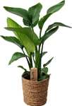 Plant in a Box - Strelitzia Nicolai in decoratieve mand - Paradijsvogel Kamerplant - Pot 17cm - Hoogte 55-70cm