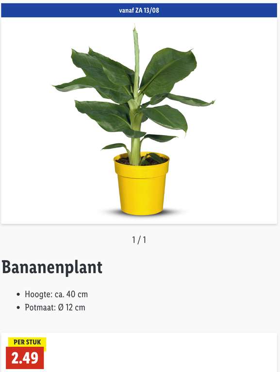 Bananenplant van de Lidl
