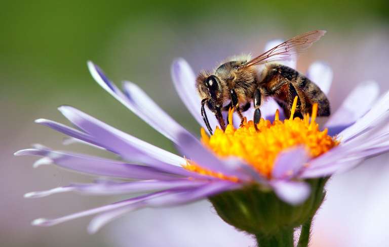 Bijzonder mooi gratis bijenpakket + bloemzaadjes (help de natuur!)