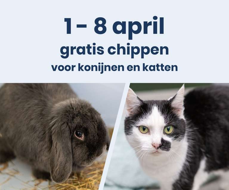 [Lokaal] Gratis chipactie voor huiskatten en konijnen