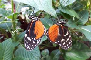Entreeticket Vlinders aan de Vliet (overdekte vlindertuin)