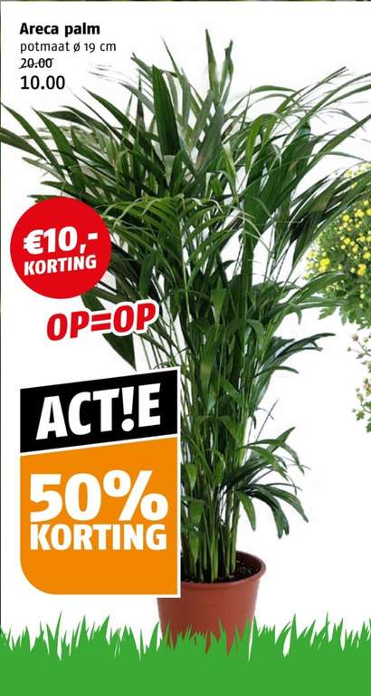 Areca Palm €5,- bij Poiesz (prijsfout)