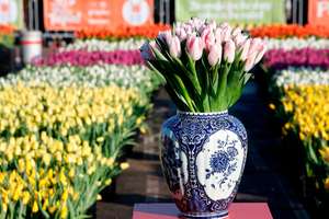 GRATIS max. 20 Tulpen (wel zelf plukken) Museumplein Amsterdam @ Tulpendag