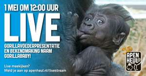 [01/05 om 12uur] De Apenheul streamt weer live gorillavoederpresentatie