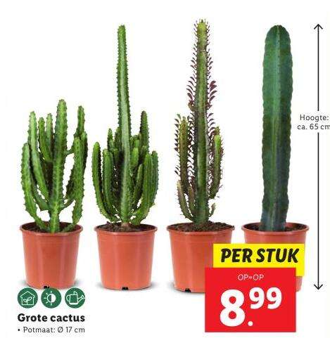 vanaf 23-06: ca 65 cm hoge cactus voor €8,99 bij Lidl