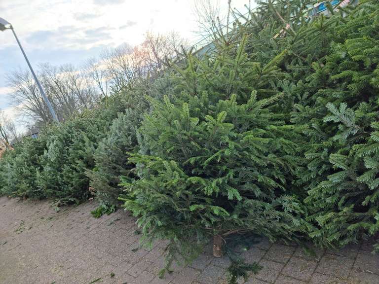 [Delft] GRATIS kerstbomen