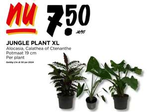 Jungle plant XL (Alocasia, Calathea of Ctenanthe)