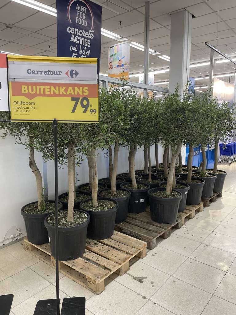 [België] Olijfbomen bij Carrefour