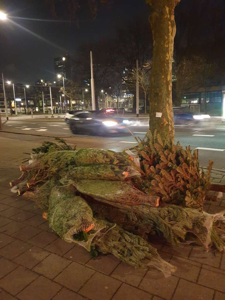 Gratis kerstboom Rotterdam AH Blijdorp [op=op]