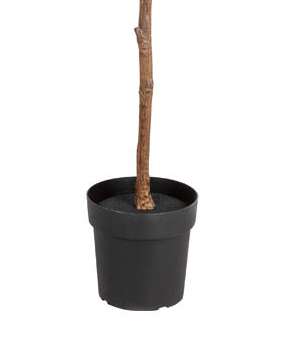 Livarno Home 190cm kunstplant Magnolia voor €27,99 @ Lidl webshop