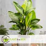 Plant in a Box - Strelitzia Nicolai in decoratieve mand - Paradijsvogel Kamerplant - Pot 17cm - Hoogte 55-70cm