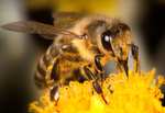 Bijzonder mooi gratis bijenpakket + bloemzaadjes (help de natuur!)
