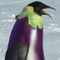 pingviini's avatar